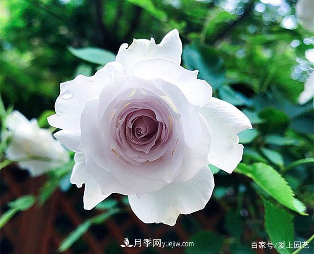 清新出塵的4個(gè)日本“仙女”月季，再難養也不能抗拒(圖3)