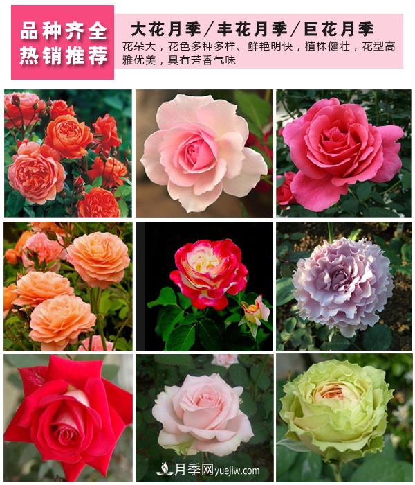 樹(shù)狀月季，藤本月季，大花月季，貨源充足價(jià)格合理(圖3)