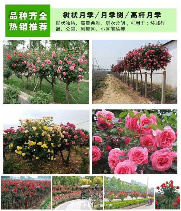 樹(shù)狀月季，藤本月季，大花月季，貨源充足價(jià)格合理(圖2)
