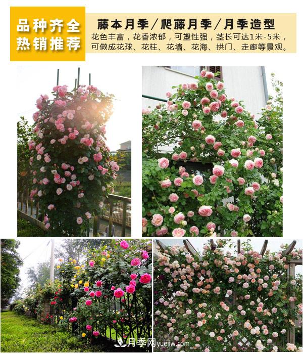 樹(shù)狀月季，藤本月季，大花月季，貨源充足價(jià)格合理(圖4)