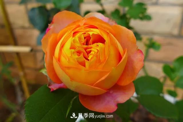 專(zhuān)屬12星座的月季花，你的星座是什么月季(圖1)