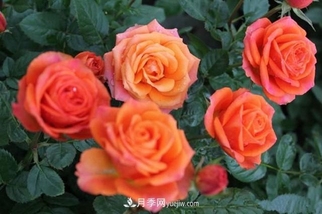 專(zhuān)屬12星座的月季花，你的星座是什么月季(圖4)