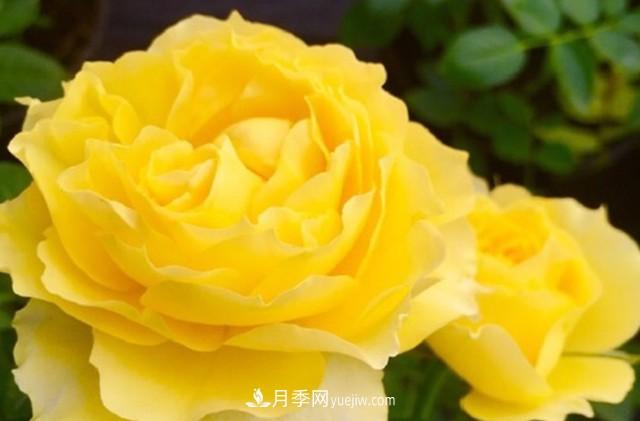 專(zhuān)屬12星座的月季花，你的星座是什么月季(圖7)