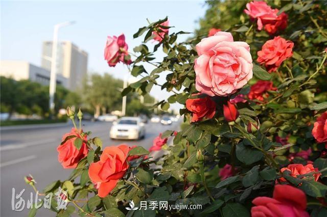 河北邢臺：月季花開(kāi)美如畫(huà)(圖2)