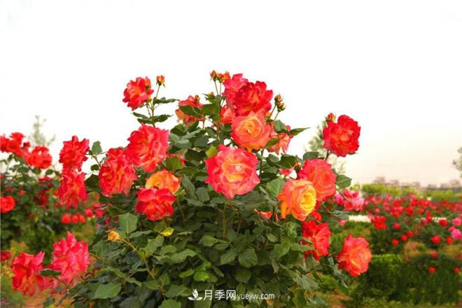 河北邯鄲廣平：百畝月季競相開(kāi)放(圖6)