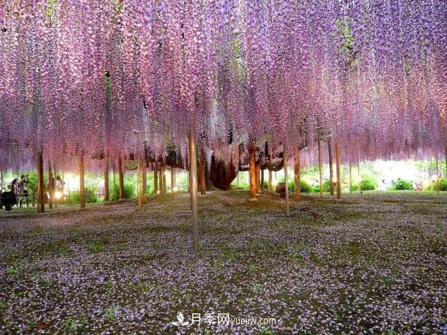園林樹(shù)木百家姓——紫葉苗木(圖14)