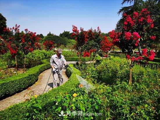 杭州花港多措并舉提升景區園林景觀(guān)(圖2)