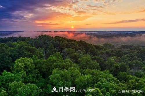 苗木要想反季節栽植，***重要的是這幾步(圖4)