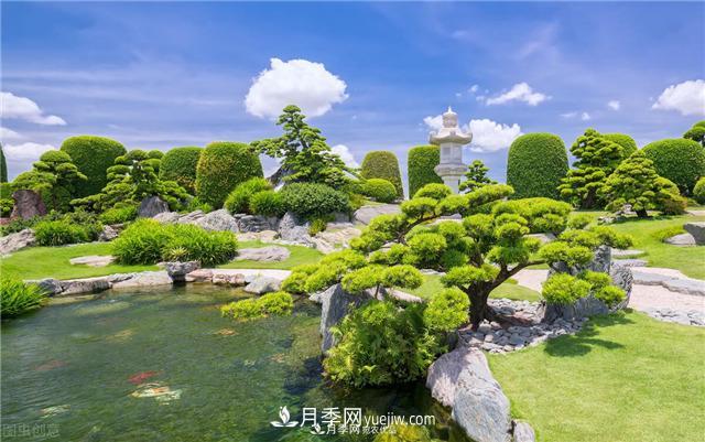 園林綠化樹(shù)苗木的培育技術(shù)，效益可觀(guān)！(圖2)