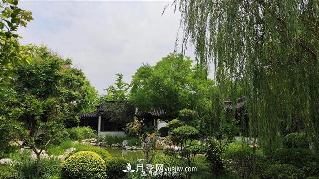 園林綠化樹(shù)苗木的培育技術(shù)，效益可觀(guān)！(圖3)