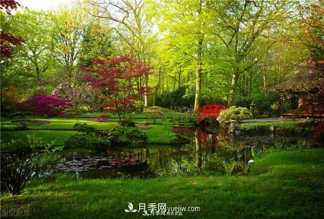 園林綠化樹(shù)苗木的培育技術(shù)，效益可觀(guān)！(圖5)