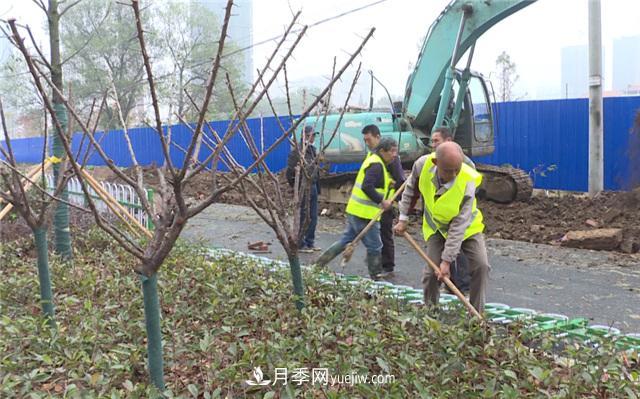 湖北應城栽種花木1500余株 賞花來(lái)這里！(圖1)
