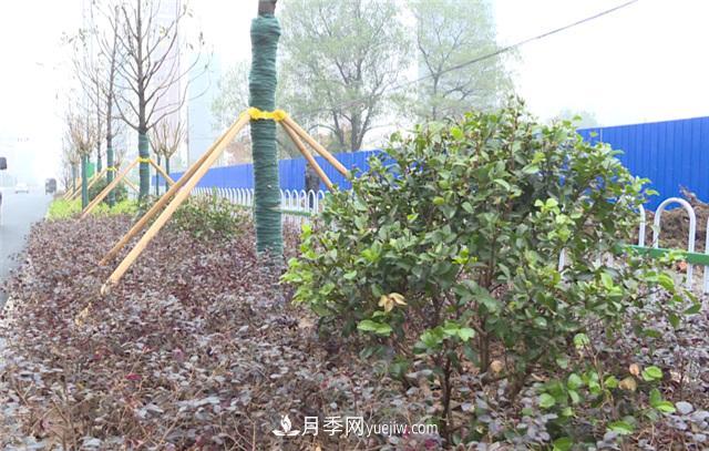 湖北應城栽種花木1500余株 賞花來(lái)這里！(圖2)