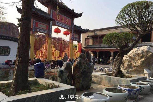 江西南昌天香園走紅，有3萬(wàn)余的盆景，是南昌的“花卉之源”(圖1)