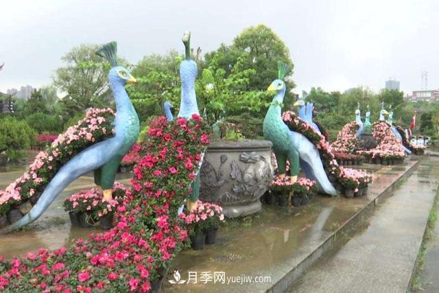 江西南昌天香園走紅，有3萬(wàn)余的盆景，是南昌的“花卉之源”(圖4)