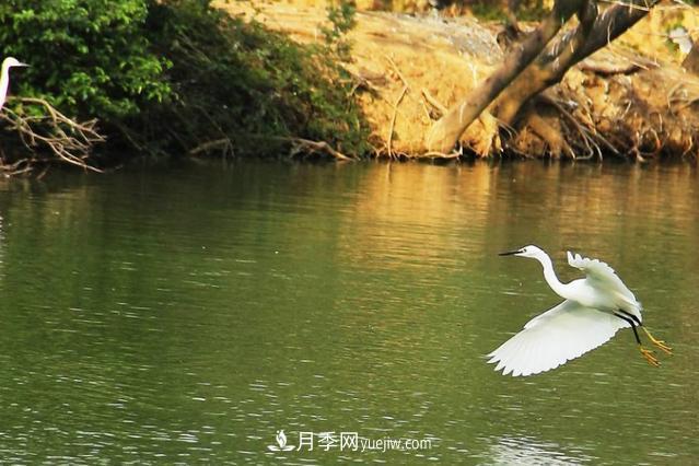 江西南昌天香園走紅，有3萬(wàn)余的盆景，是南昌的“花卉之源”(圖5)