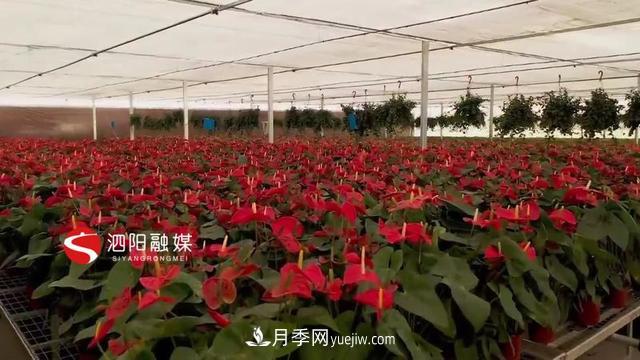 江蘇泗陽(yáng)新境界花卉基地：“花樣”產(chǎn)業(yè)助力鄉村振興(圖4)