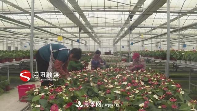 江蘇泗陽(yáng)新境界花卉基地：“花樣”產(chǎn)業(yè)助力鄉村振興(圖2)