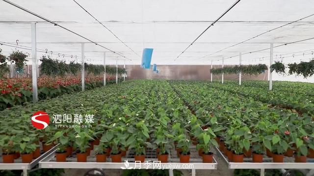 江蘇泗陽(yáng)新境界花卉基地：“花樣”產(chǎn)業(yè)助力鄉村振興(圖3)