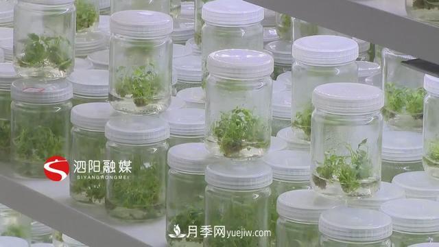 江蘇泗陽(yáng)新境界花卉基地：“花樣”產(chǎn)業(yè)助力鄉村振興(圖5)