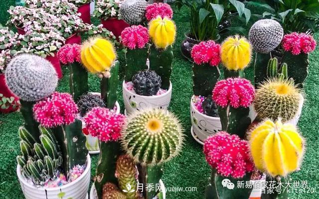 對花卉生長(cháng)影響的常見(jiàn)9種營(yíng)養元素(圖4)