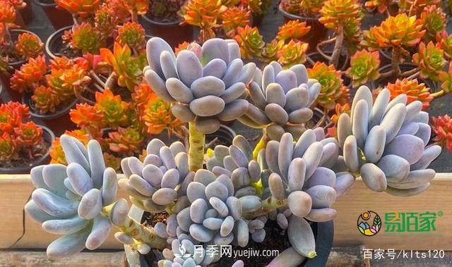 對花卉生長(cháng)影響的常見(jiàn)9種營(yíng)養元素(圖3)