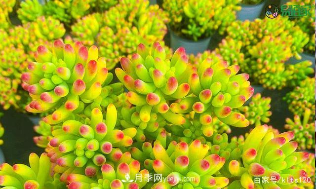 對花卉生長(cháng)影響的常見(jiàn)9種營(yíng)養元素(圖1)