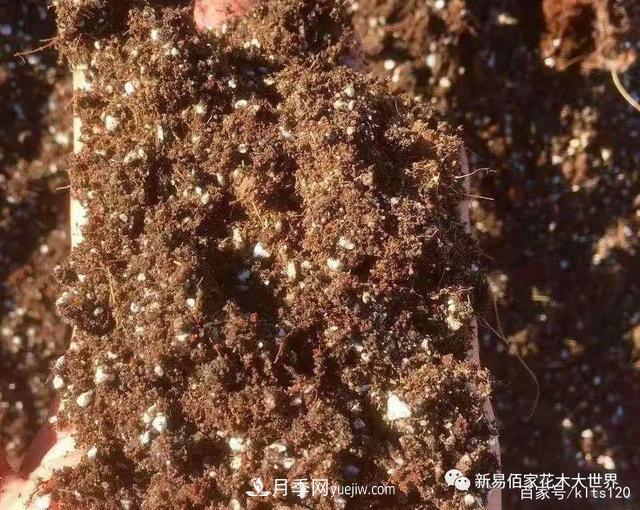 對花卉生長(cháng)影響的常見(jiàn)9種營(yíng)養元素(圖7)