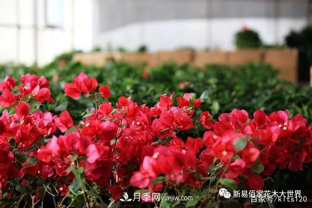 對花卉生長(cháng)影響的常見(jiàn)9種營(yíng)養元素(圖5)