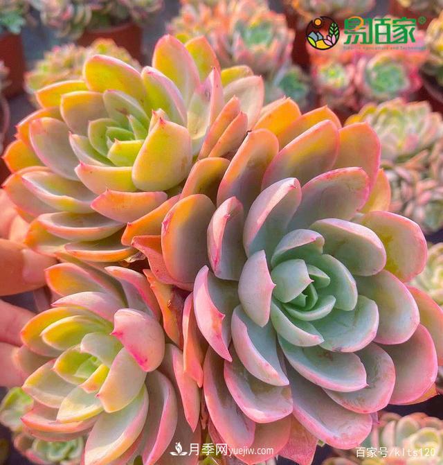 對花卉生長(cháng)影響的常見(jiàn)9種營(yíng)養元素(圖9)