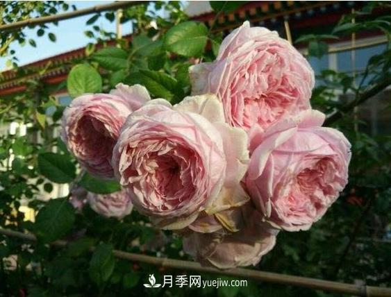 月季花到底有多少個(gè)品種？您家的月季好看嗎？(圖1)