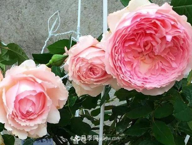 月季花到底有多少個(gè)品種？您家的月季好看嗎？(圖4)