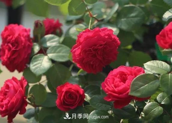 月季花到底有多少個(gè)品種？您家的月季好看嗎？(圖2)