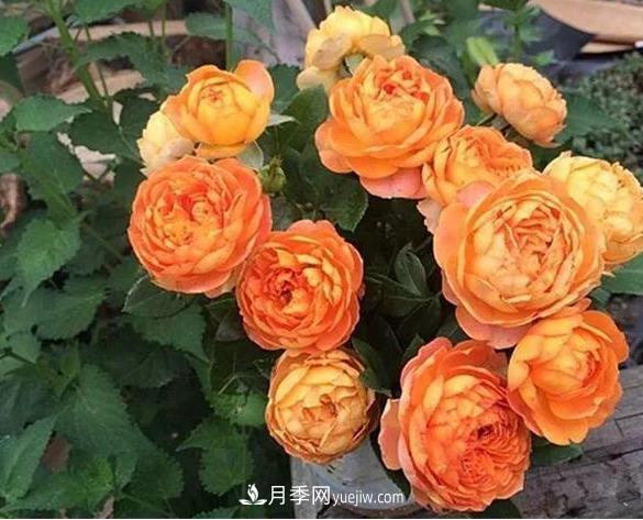 月季花到底有多少個(gè)品種？您家的月季好看嗎？(圖3)
