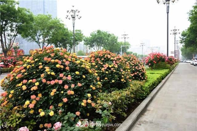 批發(fā)供應月季花瓶、月季花球等藤本造型月季(圖2)