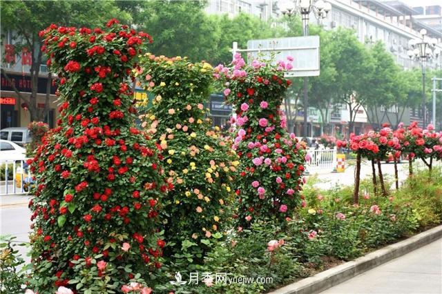 批發(fā)供應月季花瓶、月季花球等藤本造型月季(圖3)