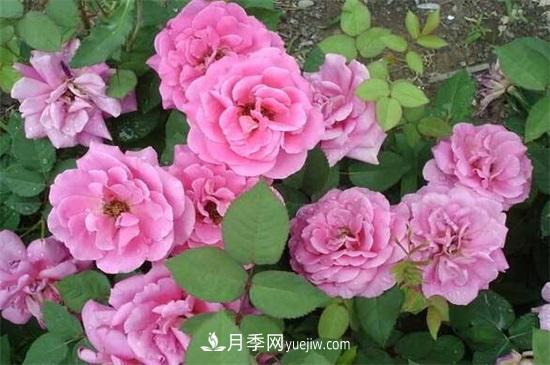 一年四季都開(kāi)花的盆栽，盤(pán)點(diǎn)十種全年花期的花卉(圖1)