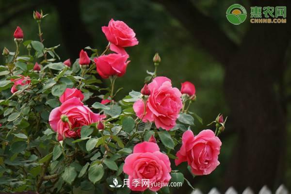一年四季盛開(kāi)的花是什么花？盤(pán)點(diǎn)十種四季都開(kāi)花的花(圖1)