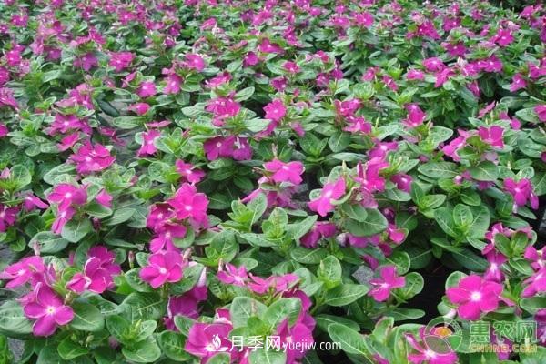 一年四季盛開(kāi)的花是什么花？盤(pán)點(diǎn)十種四季都開(kāi)花的花(圖3)