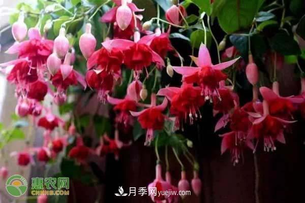 一年四季盛開(kāi)的花是什么花？盤(pán)點(diǎn)十種四季都開(kāi)花的花(圖2)