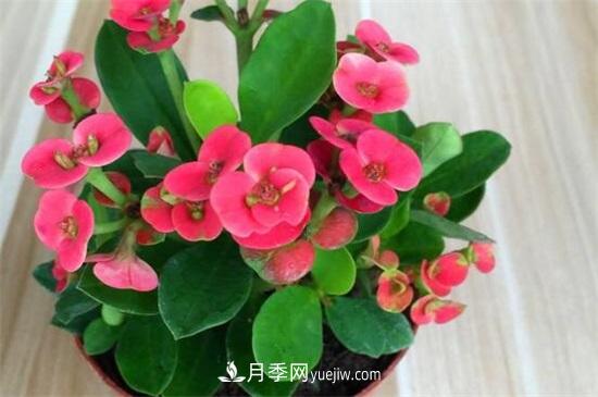 一年四季都開(kāi)花的盆栽，盤(pán)點(diǎn)十種全年花期的花卉(圖2)