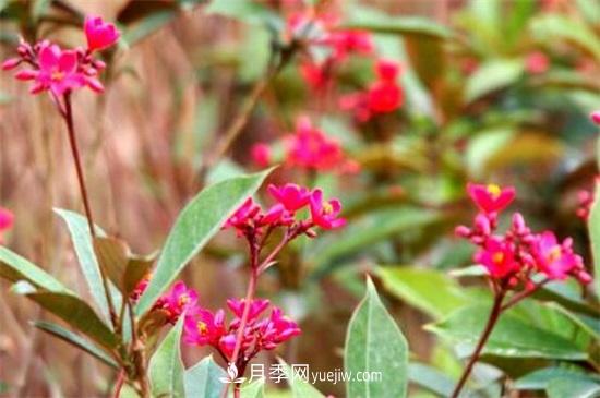 一年四季都開(kāi)花的盆栽，盤(pán)點(diǎn)十種全年花期的花卉(圖3)
