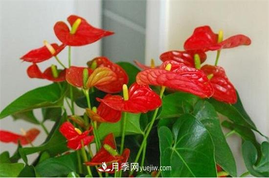 一年四季都開(kāi)花的盆栽，盤(pán)點(diǎn)十種全年花期的花卉(圖4)