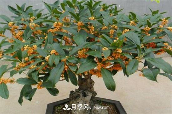 一年四季都開(kāi)花的盆栽，盤(pán)點(diǎn)十種全年花期的花卉(圖5)