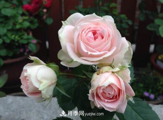 常年開(kāi)花的花卉有哪些，推薦10種四季盛開(kāi)的花卉(圖1)
