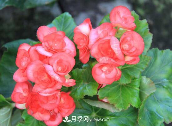 常年開(kāi)花的花卉有哪些，推薦10種四季盛開(kāi)的花卉(圖2)