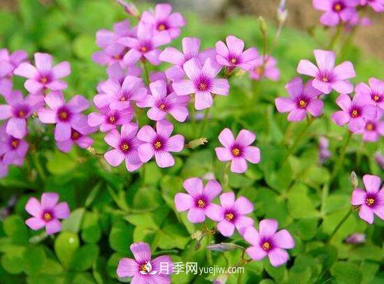 常年開(kāi)花的花卉有哪些，推薦10種四季盛開(kāi)的花卉(圖3)