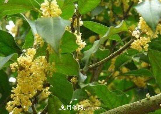 常年開(kāi)花的花卉有哪些，推薦10種四季盛開(kāi)的花卉(圖4)