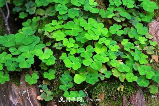 代表希望的花有哪些？推薦六大代表希望的花朵(圖3)