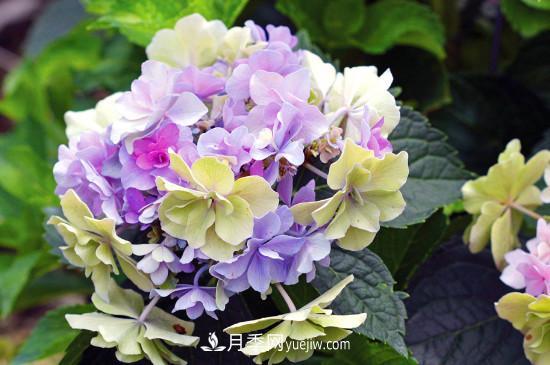 代表希望的花有哪些？推薦六大代表希望的花朵(圖2)